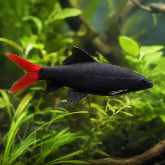 Лабео биколор (Epalzeorhynchos bicolor) - 1