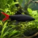 Лабео биколор (Epalzeorhynchos bicolor)