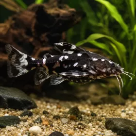 Агамикс (Agamyxis pectinifrons)