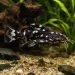 Агамикс (Agamyxis pectinifrons)