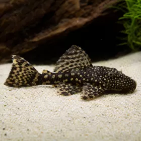 Анциструс (Ancistrus sp.)