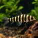 Лепоринус (Leporinus fasciatus)