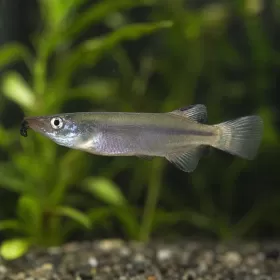 Лиеми номорамфус (Nomorhamphus liemi)