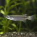 Лиеми номорамфус (Nomorhamphus liemi)