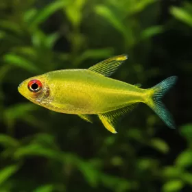Лимонена тетра (Hyphessobrycon pulchripinnis)