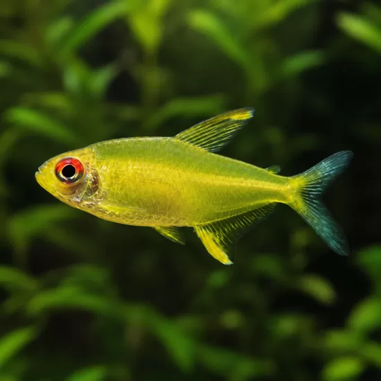 Лимонена тетра (Hyphessobrycon pulchripinnis) - 1
