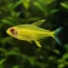 Лимонена тетра (Hyphessobrycon pulchripinnis)