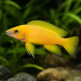 Лeлеупи (Neolamprologus leleupi)
