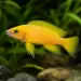Лeлеупи (Neolamprologus leleupi)