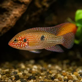 Лифалили (Hemichromis lifalili)