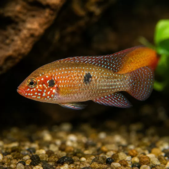 Лифалили (Hemichromis lifalili) - 1