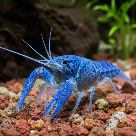 Лобстер (Procambarus clarkii) - 1