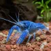 Лобстер (Procambarus clarkii)