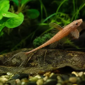 Лорикария (Rineloricaria sp.)