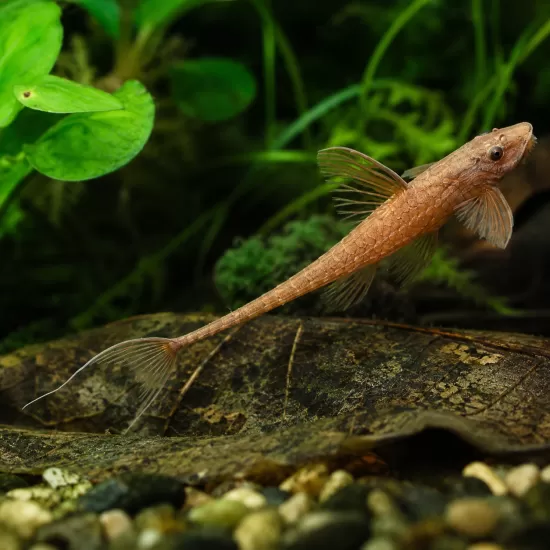 Лорикария (Rineloricaria sp.) - 1