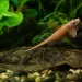 Лорикария (Rineloricaria sp.)