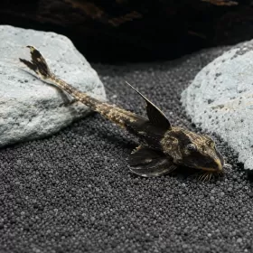 Лорикария Рио Атабапо (Loricaria sp. "Rio Atabapo")