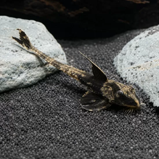 Лорикария Рио Атабапо (Loricaria sp.  - 1