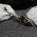 Лорикария Рио Атабапо (Loricaria sp. 
