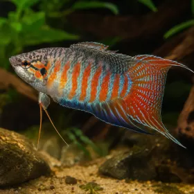 Макропод (Macropodus opercularis)