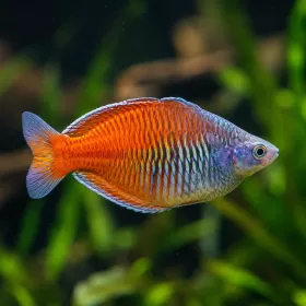 Меланотения босмани (Melanotaenia boesemani)