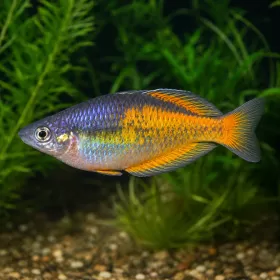 Меланотения паркинсони (Melanotaenia parkinsoni)