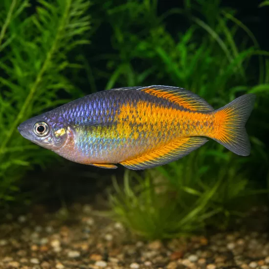 Меланотения паркинсони (Melanotaenia parkinsoni) - 1