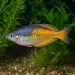 Меланотения паркинсони (Melanotaenia parkinsoni)