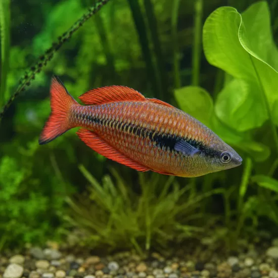 Меланотения парва (Melanotaenia parva) - 1