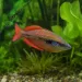 Меланотения парва (Melanotaenia parva)
