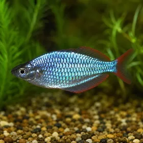 Меланотения прекокс (Melanotaenia praecox)