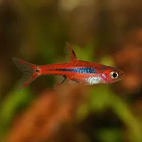 Микроразбора бригите (Boraras brigittae)