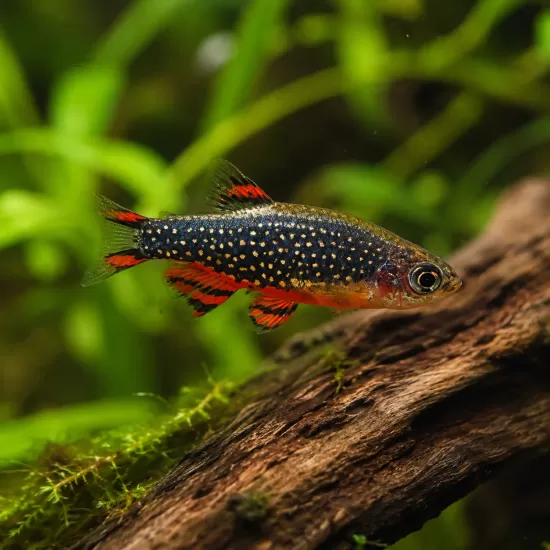 Микроразбора галакси (Danio margaritatus) - 1
