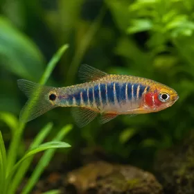 Микроразбора еритромикрон (Danio erythromicron)