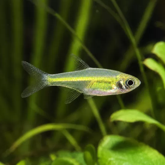 Микроразбора кобутай (Microdevario kubotai) - 1