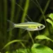 Микроразбора кобутай (Microdevario kubotai)