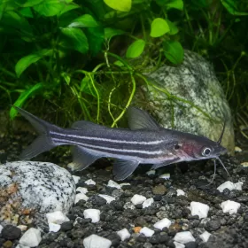 Мистус (Mystus sp.)