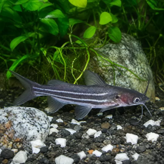 Мистус (Mystus sp.) - 1