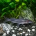 Мистус (Mystus sp.)