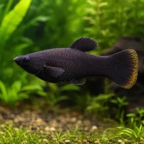 Молинезия (Poecilia sphenops)