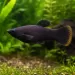 Молинезия (Poecilia sphenops)