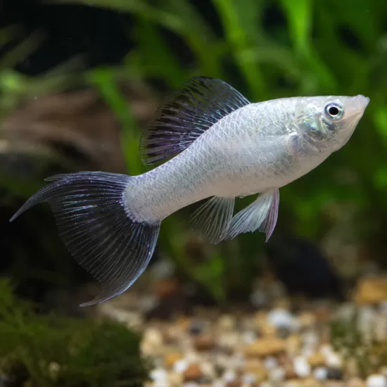 Молинезия мраморна/бяла (Poecilia sphenops) - 1