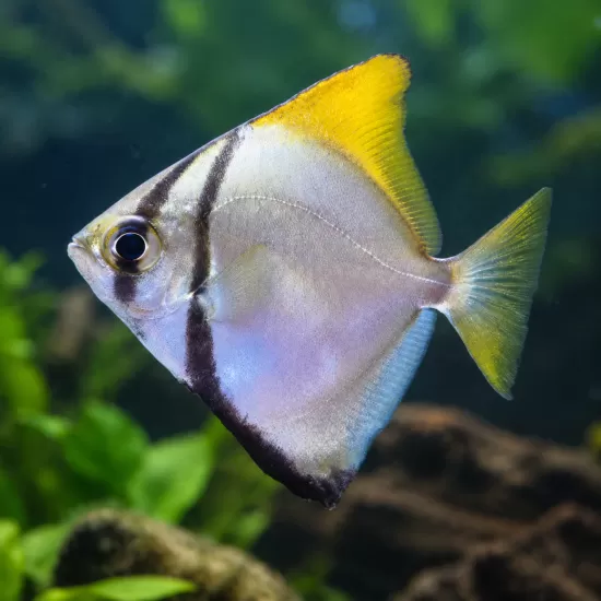Монос (Monodactylus argenteus) - 1