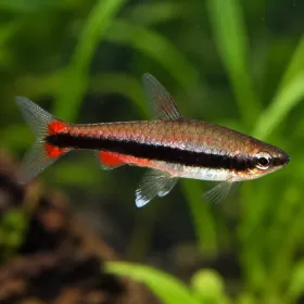 Наностомус (Nannostomus beckfordi)