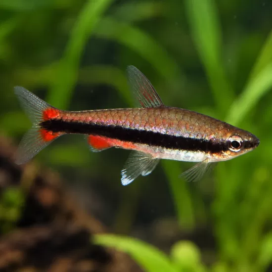 Наностомус (Nannostomus beckfordi) - 1