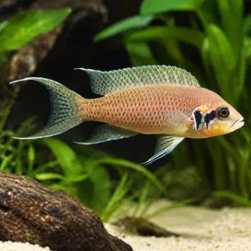Неолампрологус брихарди - принцесата на Бурунди (Neolamprologus brichardi)