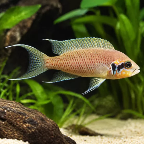 Неолампрологус брихарди - принцесата на Бурунди (Neolamprologus brichardi) - 1