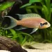 Неолампрологус брихарди - принцесата на Бурунди (Neolamprologus brichardi)