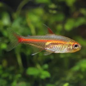 Меден неон (Hemigrammus erythrozonus)