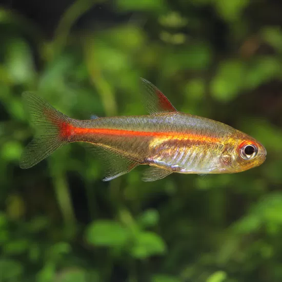 Меден неон (Hemigrammus erythrozonus) - 1